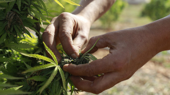 Cannabis-Plantage in Biedenkopf ausgehoben - 6 Festnahmen