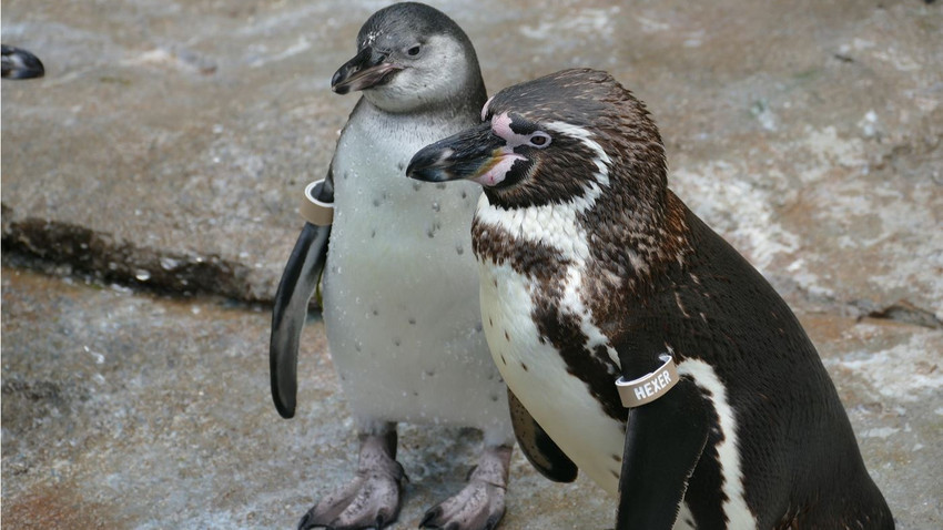 Zuwachs bei den Frackträgern - 13 Pinguinküken im Frankfurter Zoo