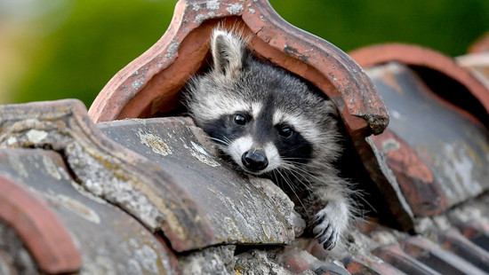 Alarmstufe Waschbär: So bleibt Ihr Haus sicher