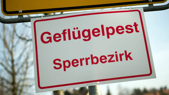 Hungen: Verdacht auf Geflügelpest -19.000 Tiere getötet