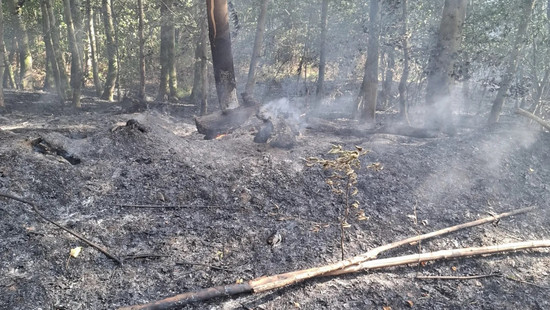 Waldbrände bei Rodenbach: Suche nach möglichen Brandstiftern