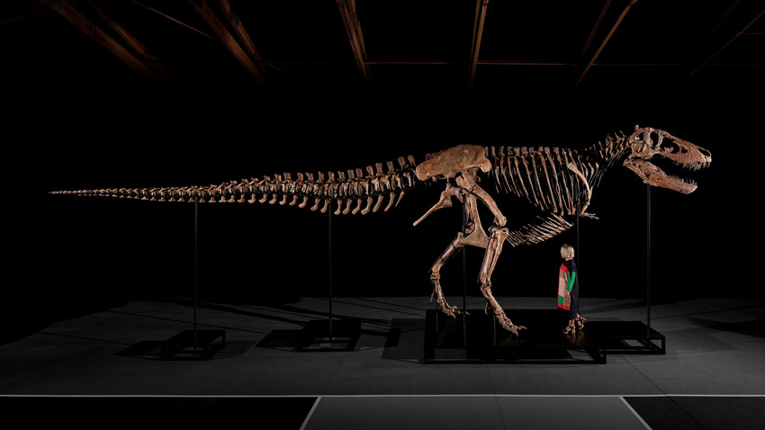 Rekordverdächtiges T-Rex-Skelett wird versteigert