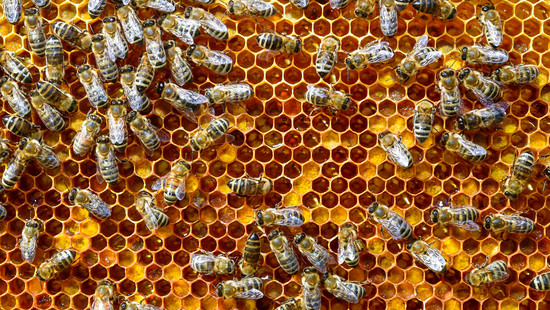 Wegen Asiatischer Hornisse: Hessens Imker in Sorge um Bienenvölker