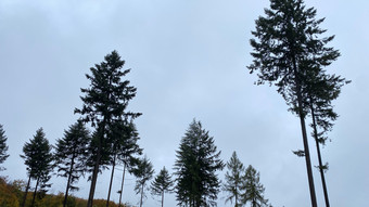 Artenvielfalt soll helfen: Wie Hessen die kranken Wälder retten will