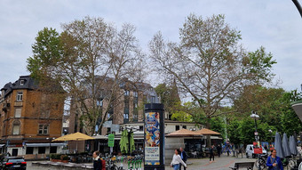 Platane in Frankfurt wieder vergiftet