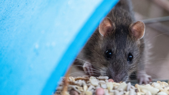 Hessens Kommunen setzen bei Ratten-Bekämpfung auf die Bürger