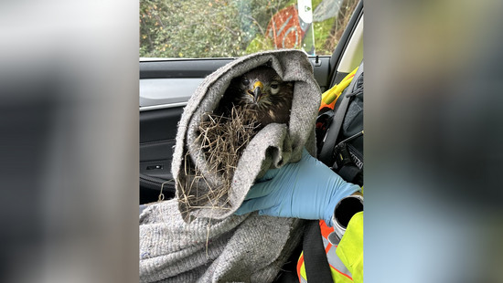 Polizei rettet verletzten Greifvogel an A5 bei Zwingenberg
