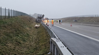 Ausgebüxte Schweine legen A49 bei Schwalmstadt lahm