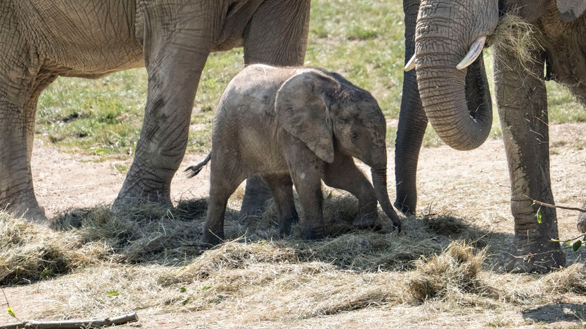 Elefantenbaby im Opel-Zoo geboren: Das erste seit fast 60 Jahren