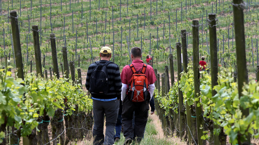 Mehrarbeit für Winzer: Neue EU-Verordnung für Wein-Etiketten
