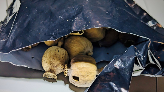 Dannstadt: 50 kg Schlafmohn entdeckt - kann zur Droge Heroin werden