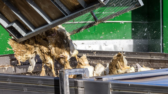 Geflügelwirtschaft: Keine kurzfristige Preisexplosion