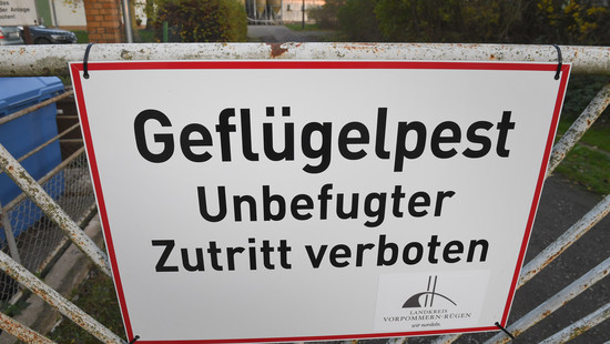 Erster Vogelgrippe-Fall in Hessen bestätigt