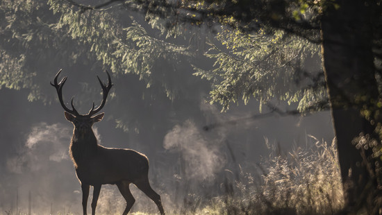 Rotwild braucht Ruhe: Tipps für Spaziergänger und Autofahrer