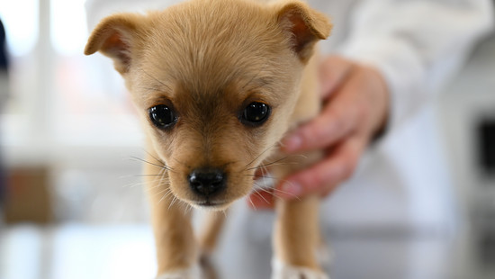 Wegen Verdachts auf Tierquälerei 21 Hunde beschlagnahmt