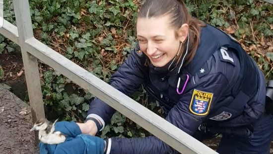 Darmstadt/Wiesbaden: Polizei und Feuerwehr retten Gänse-Küken und Hund