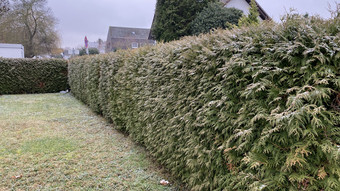 Reinheim: Anwohner kämpfen um über 40 Jahre alte Hecke im Schäferweg