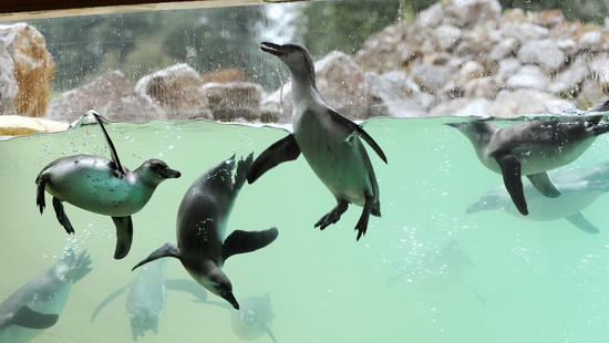 3 Wochen nach dem Unwetter: Tierpark Sababurg öffnet wieder