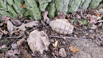 15 Splittergranaten im Wald bei Weiterstadt gefunden
