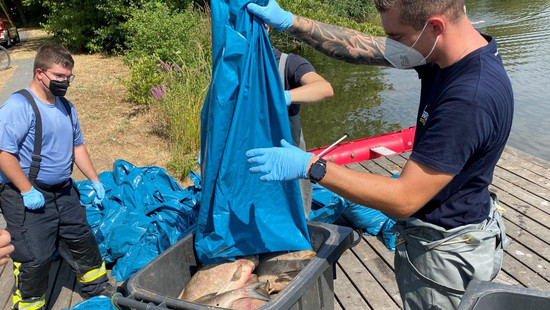Umwelt-Alarm: Hunderte tote Fische im Schwanenteich in Gießen