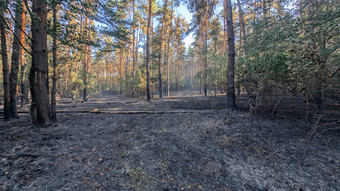 Waldbrände in Hessen: Das folgt nach dem Feuer
