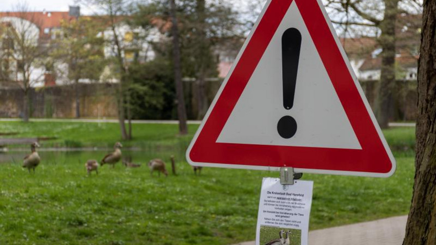 Bad Hersfeld: Bericht über gefährlichen Nilgans-Angriff