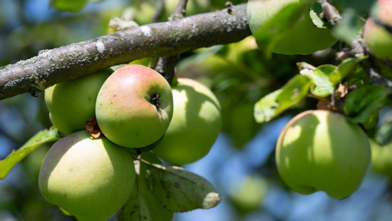Gute Apfelernte 2025 in Hessen erwartet