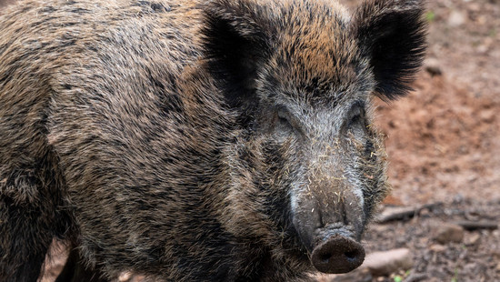 Tierpark Sababurg tötet vorsorglich Schweine wegen Schweinepest