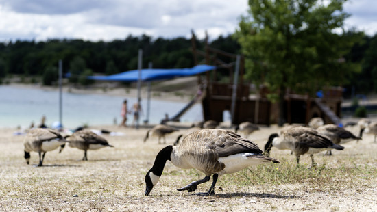 Nilgänse-Ärger an Hessens Badeseen - aufwändige Reinigung
