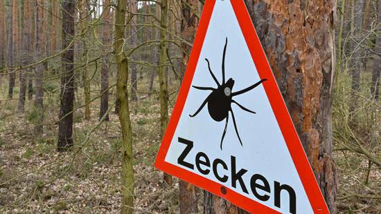 Zecken in Hessen schon früh im Jahr aktiv