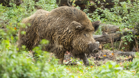 Afrikanische Schweinepest in Südhessen breitet sich aus