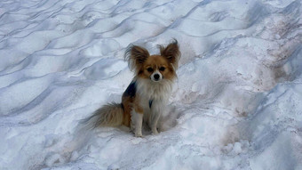 Hundeheld an der Gletscherspalte: Chihuahua weist den Weg