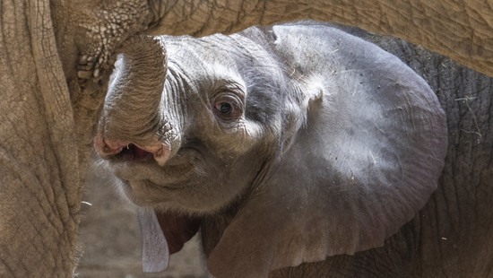 Opel-Zoo Kronberg: Elefantenkalb Kaja hat ersten Geburtstag