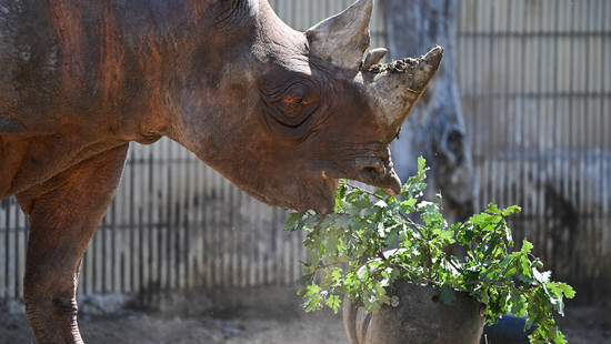 Frankfurter Zoo hat neuen Bewohner: Spitzmaulnashorn Taco