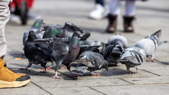 Limburg verfolgt Taubentöten nicht weiter: "Müssen Zustand hinnehmen"