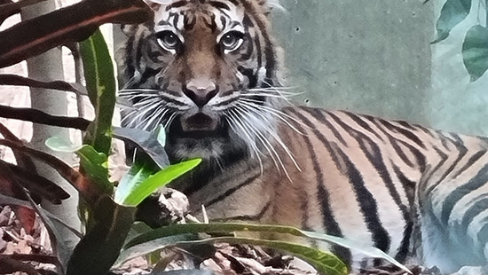 Neue Sumatra-Tigerin im Frankfurter Zoo: Cinta ist noch scheu