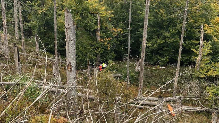 Unglaublich: 80-Jährige überlebt vier Tage eingeklemmt im Wald
