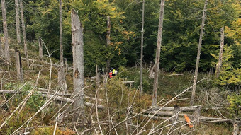 Unglaublich: 80-Jährige überlebt vier Tage eingeklemmt im Wald