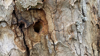 Platane in Butzbach durch Bohrlöcher und Glyphosat schwer geschädigt