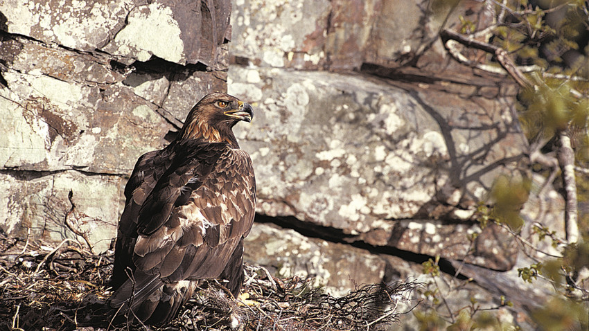 Steinadler über Hessen gesichtet: Experte entdeckt Vogel in Wetterau