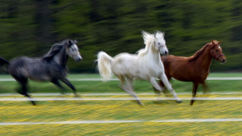 Pferde im Galopp auf der A66: Polizisten als Cowboys unterwegs