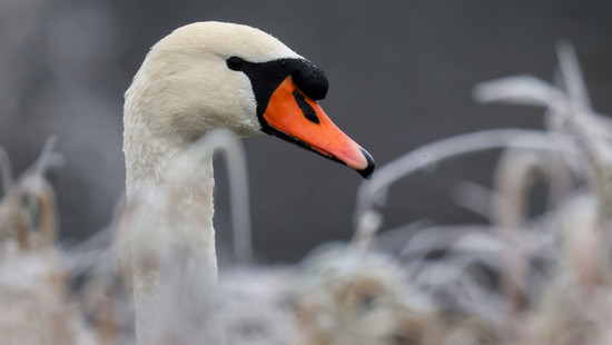 Rettungsaktion bei Mainz: Schwan hat Angelhaken im Schnabel