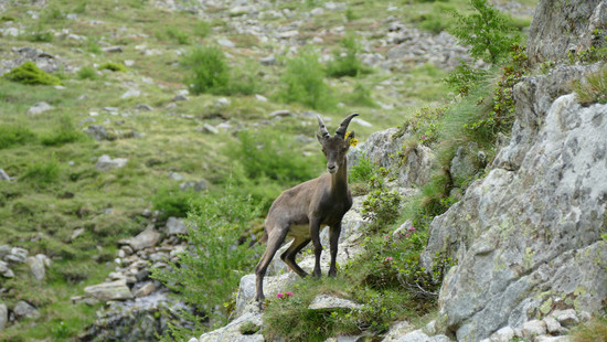 In Heppenheim betäubt und gefangen: Ausgebüxter Steinbock wieder da