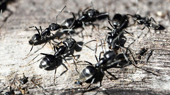 Invasive Ameisen besetzen Darmstadt und bedrohen Natur