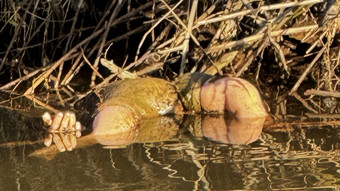 Grusel-Fund in Breuberg: Hand ragt aus der Mümling