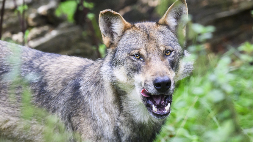 Wolfspopulation in Hessen nimmt zu: 26 sesshafte Tiere