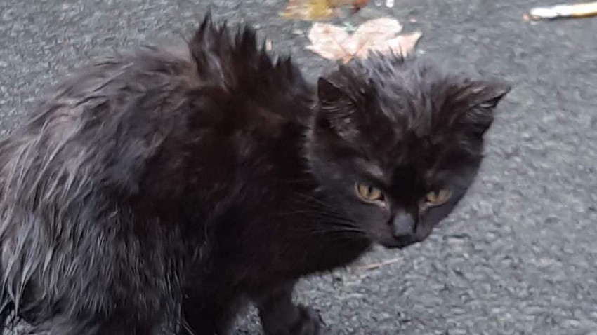 Immer mehr wildlebende Hauskatzen in Hessen beschäftigen Tierheime