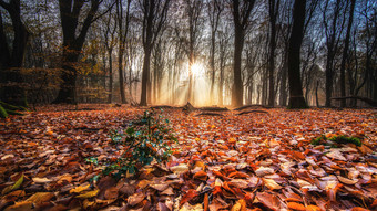 Das Wochenendwetter für Hessen - herbstlich mild