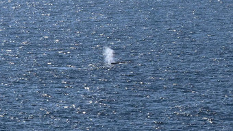 Buckelwal im Meer - Zustand und Verbleib vollkommen unklar