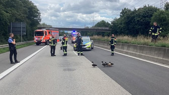 Entenfamilie watschelt über die A671 bei Wiesbaden
